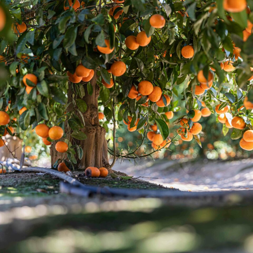 Citrus Research Board Secures Immense Support from Citrus Growers